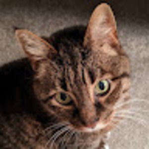 Meet your Posher, Damien